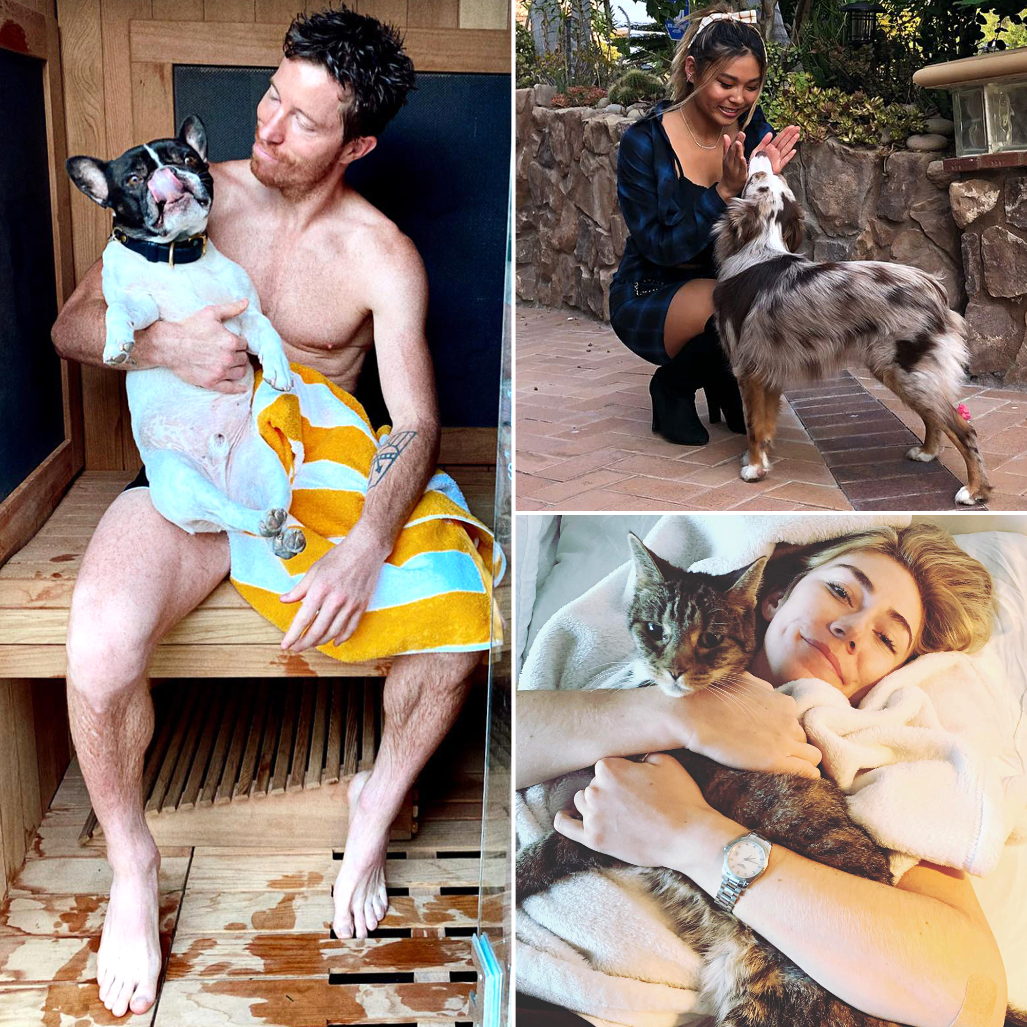 A Complete Guide to Team USA’s Pets