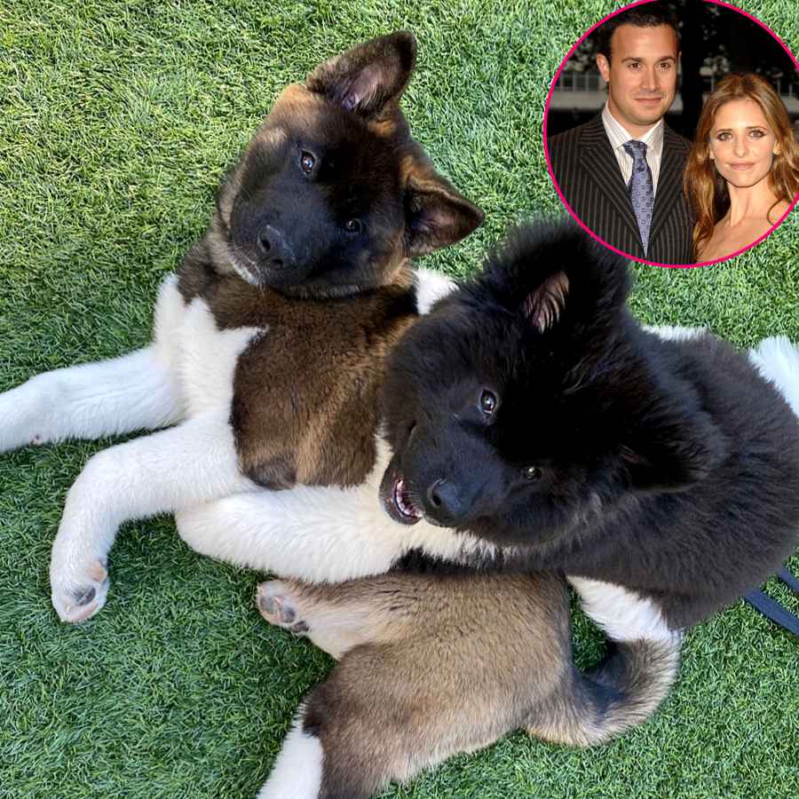 Celebrity Couples Who Adopted Pets Together