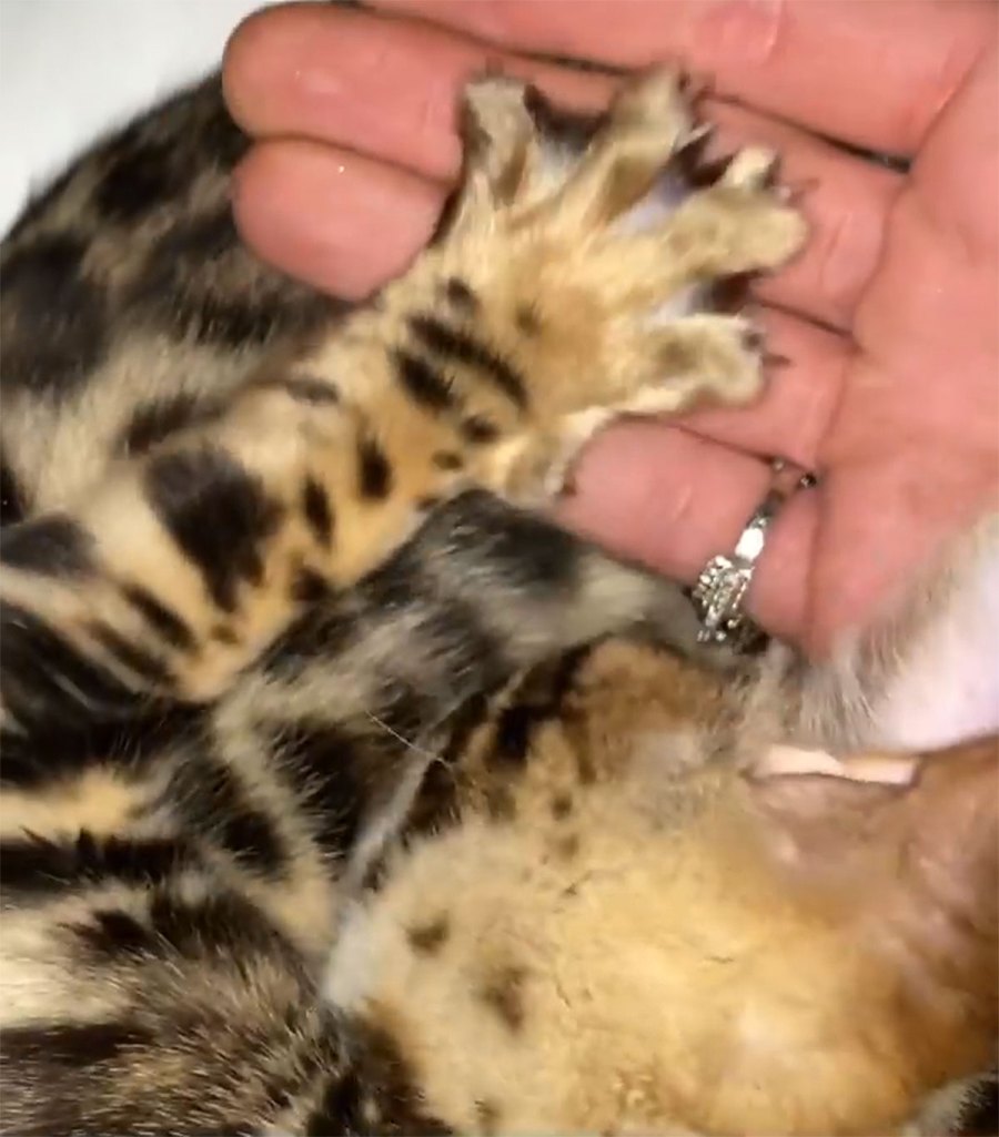 Megan Fox and Machine Gun Kelly Add a Kitten to Their Family 6