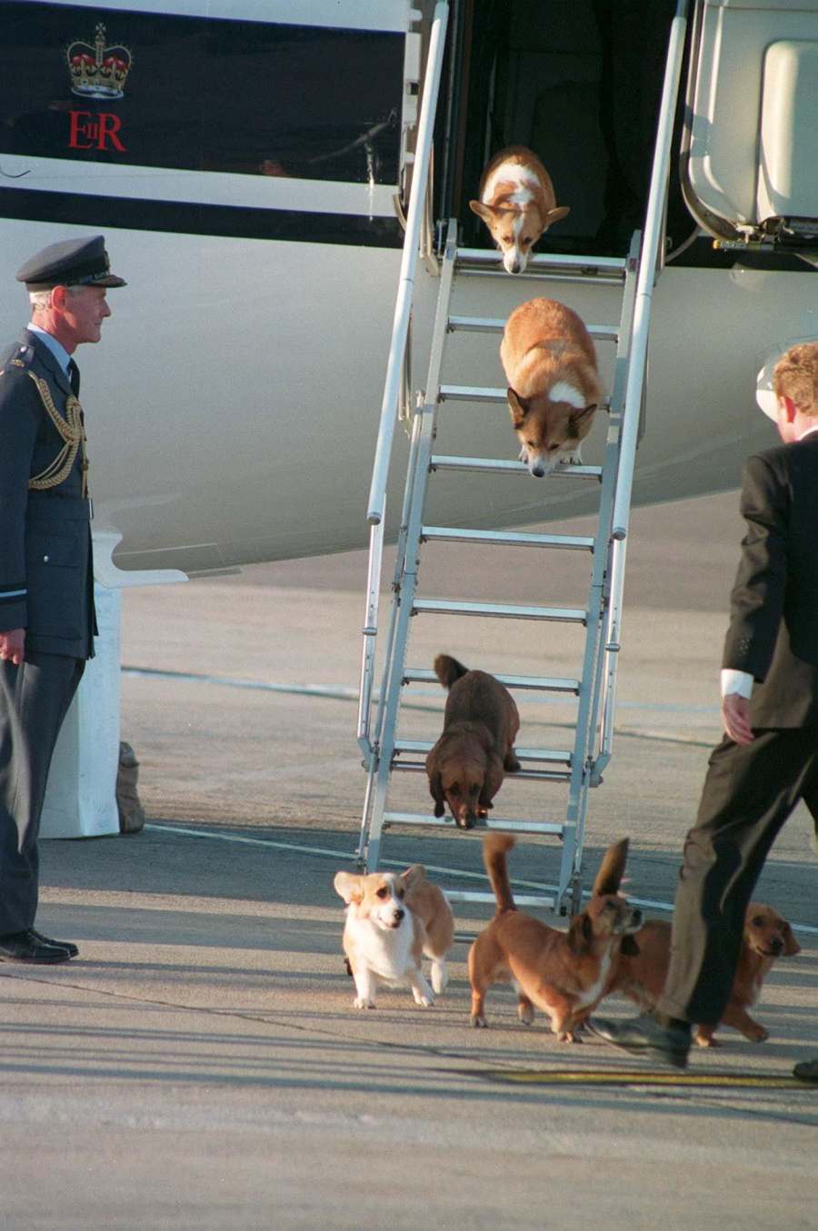 Inside the Fabulous Life of Queen Elizabeth II’s Corgis