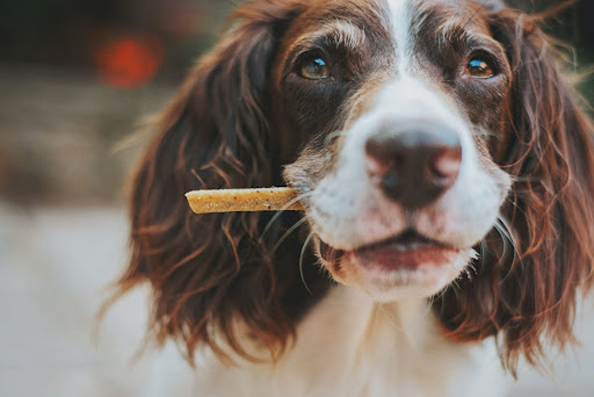 Best Probiotics For Dogs in 2023
