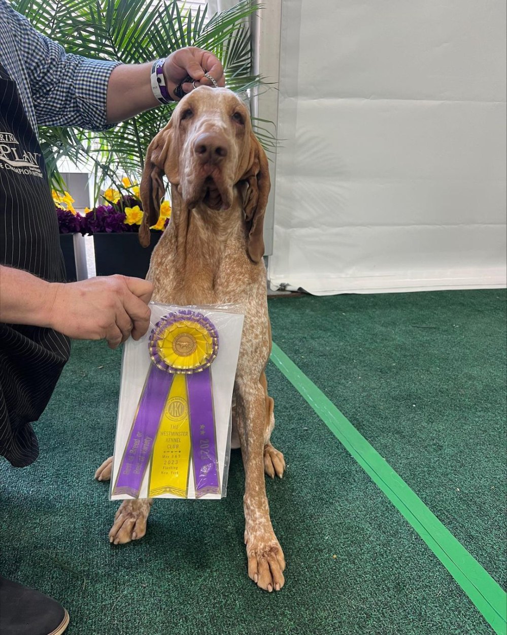 Tim McGraw Is 'So Proud' of Dog Lepshi for Winning 'Best in Breed' at Westminster Kennel Club Dog Show