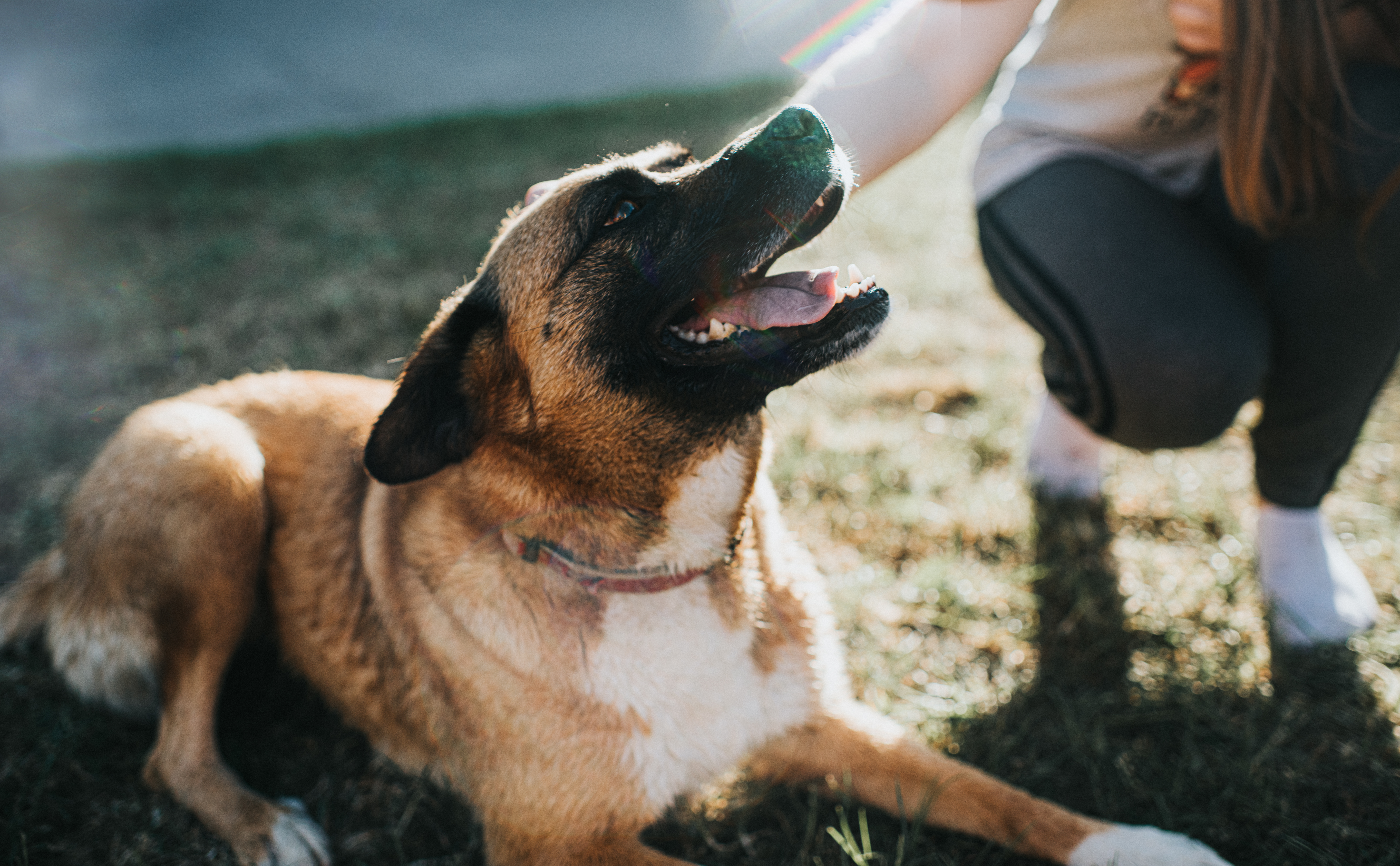 Omega-3 for dogs