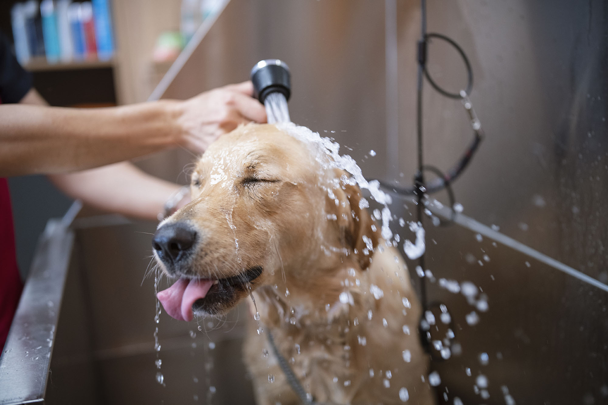 dog odor