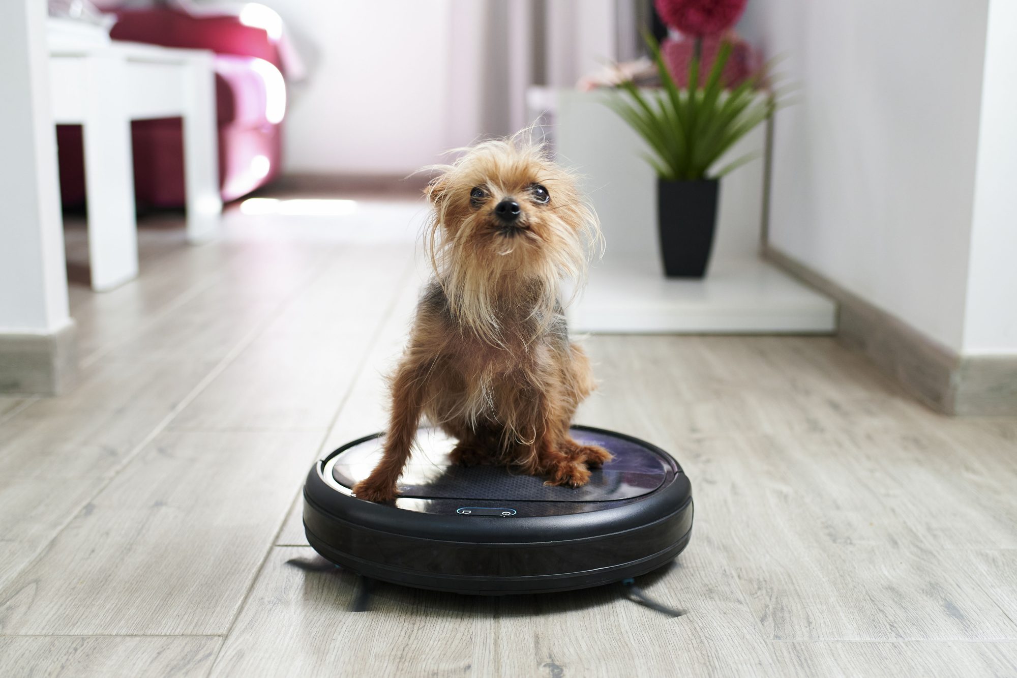 Amazon-Vacuum