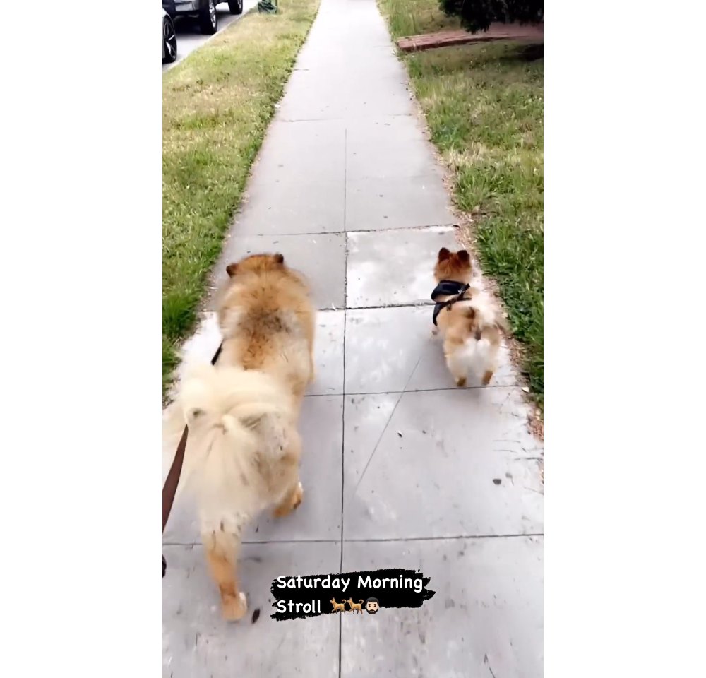 Bryan Abasolo Walks Rachel Lindsay’s Dogs After Claiming Living Arrangement Is ‘Strained’