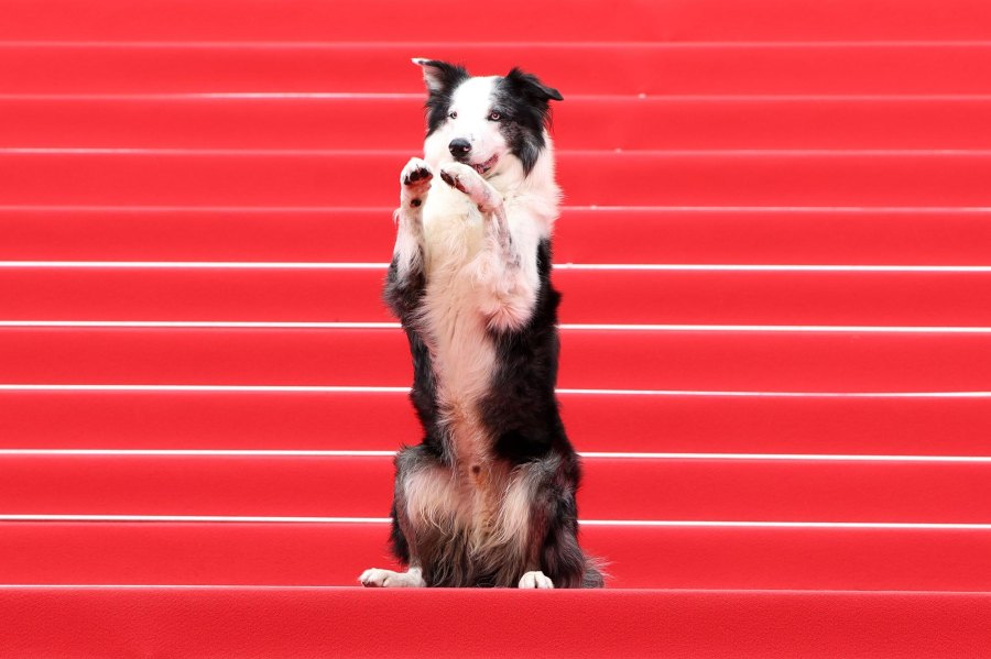Messi the dog Cannes 2024 Red Carpet