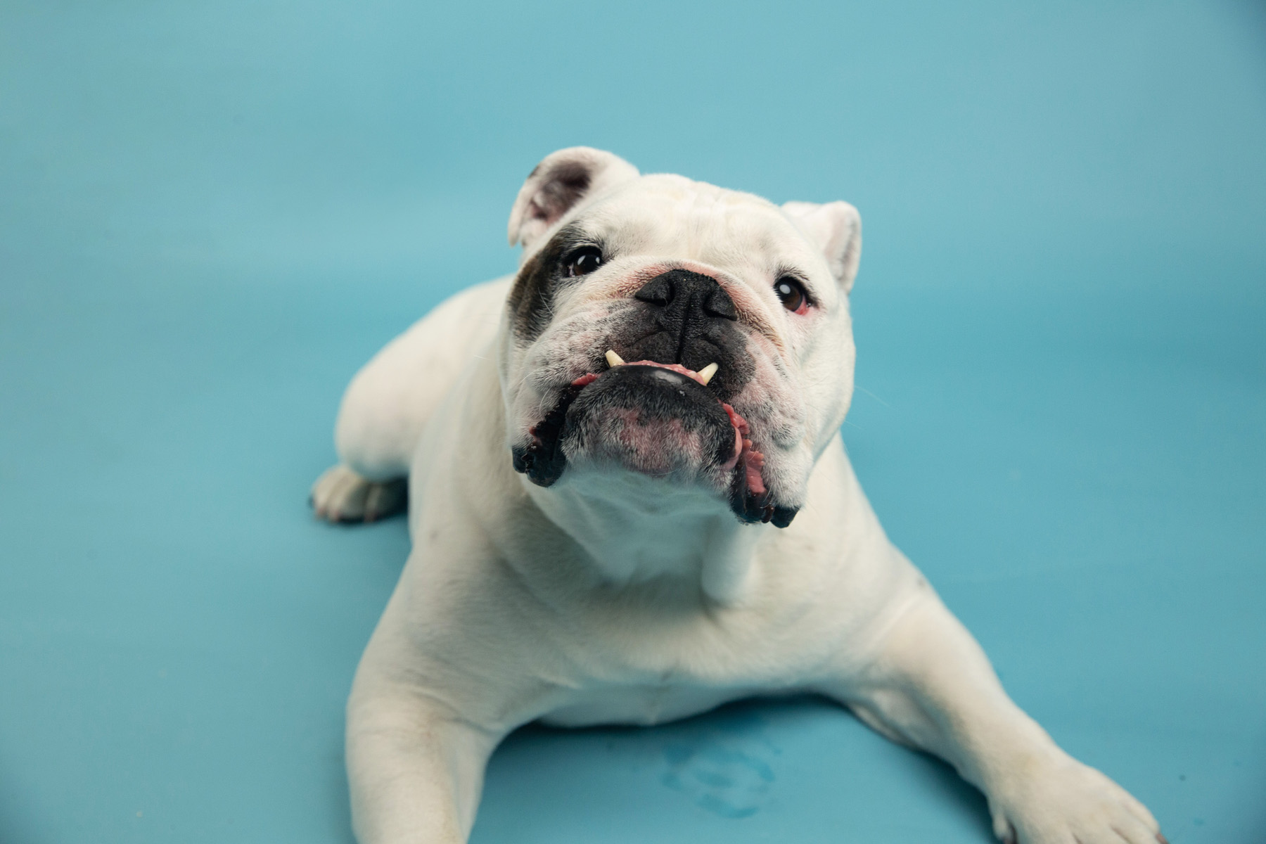America’s Favorite Pet Competition Winner Buster the Bulldog