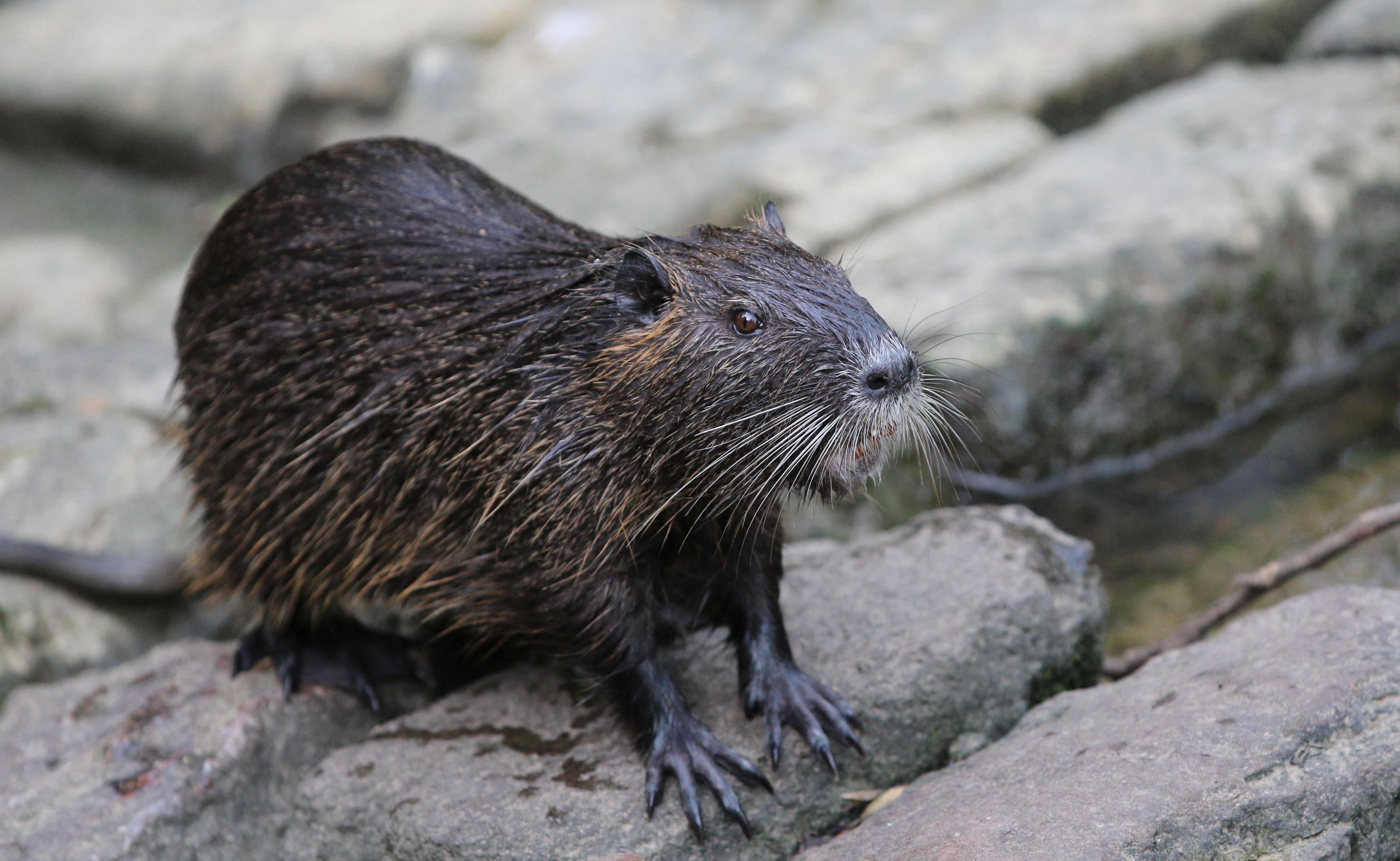 970726842 The U.S. Government Is Encouraging You to Eat Swamp Rat Gumbo and Iguana Stew—But Why?