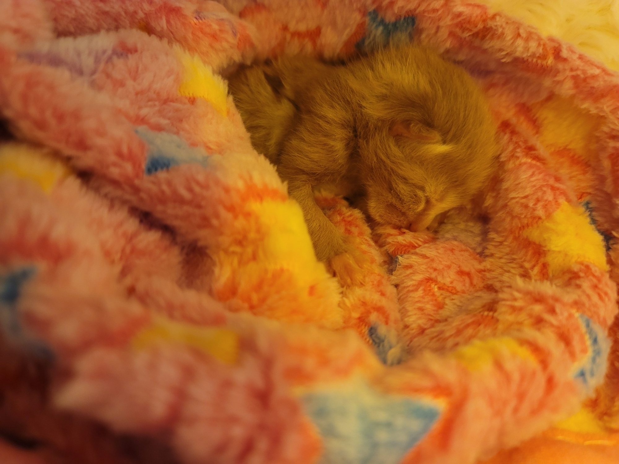 2-Day-Old Kitten Survives Michigan Tornado and Is Now Fighting for His Life