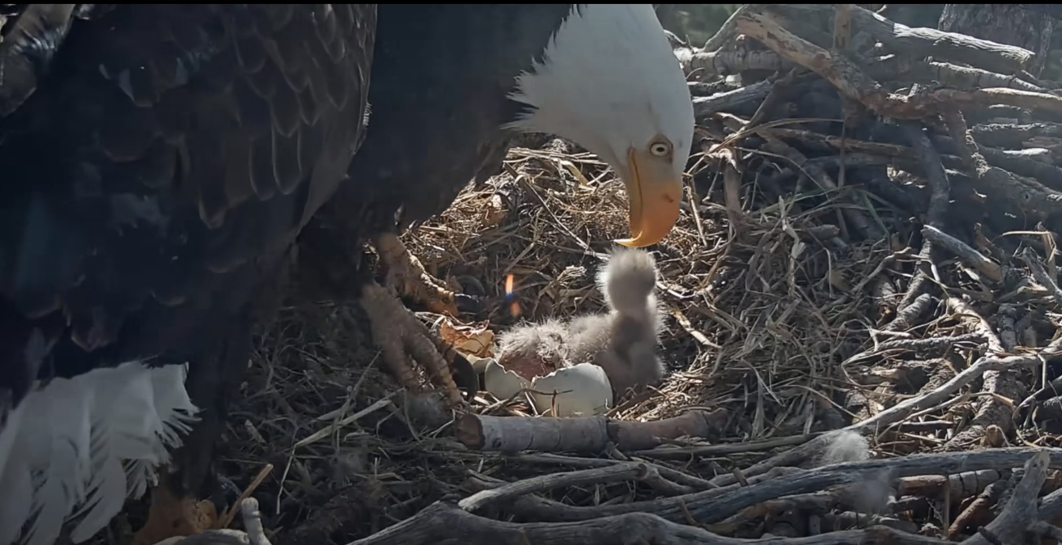Big Bear’s Beloved Bald Eagle Couple Jackie and Shadow Welcome Two Eaglets