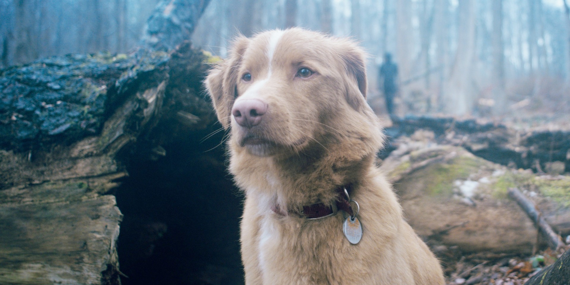Indy the dog in Good Boy