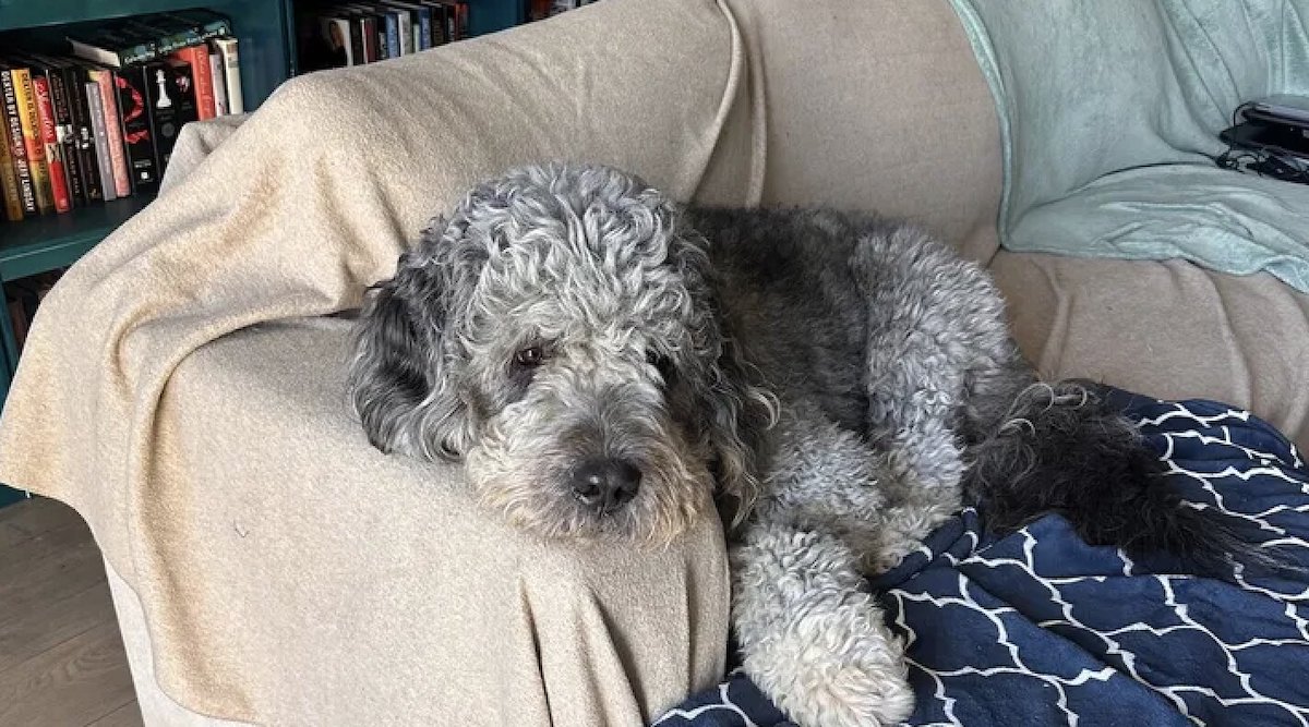 Family’s Dog Fatally Shot by LAPD Officer While Woman Celebrated New York Knicks Victory