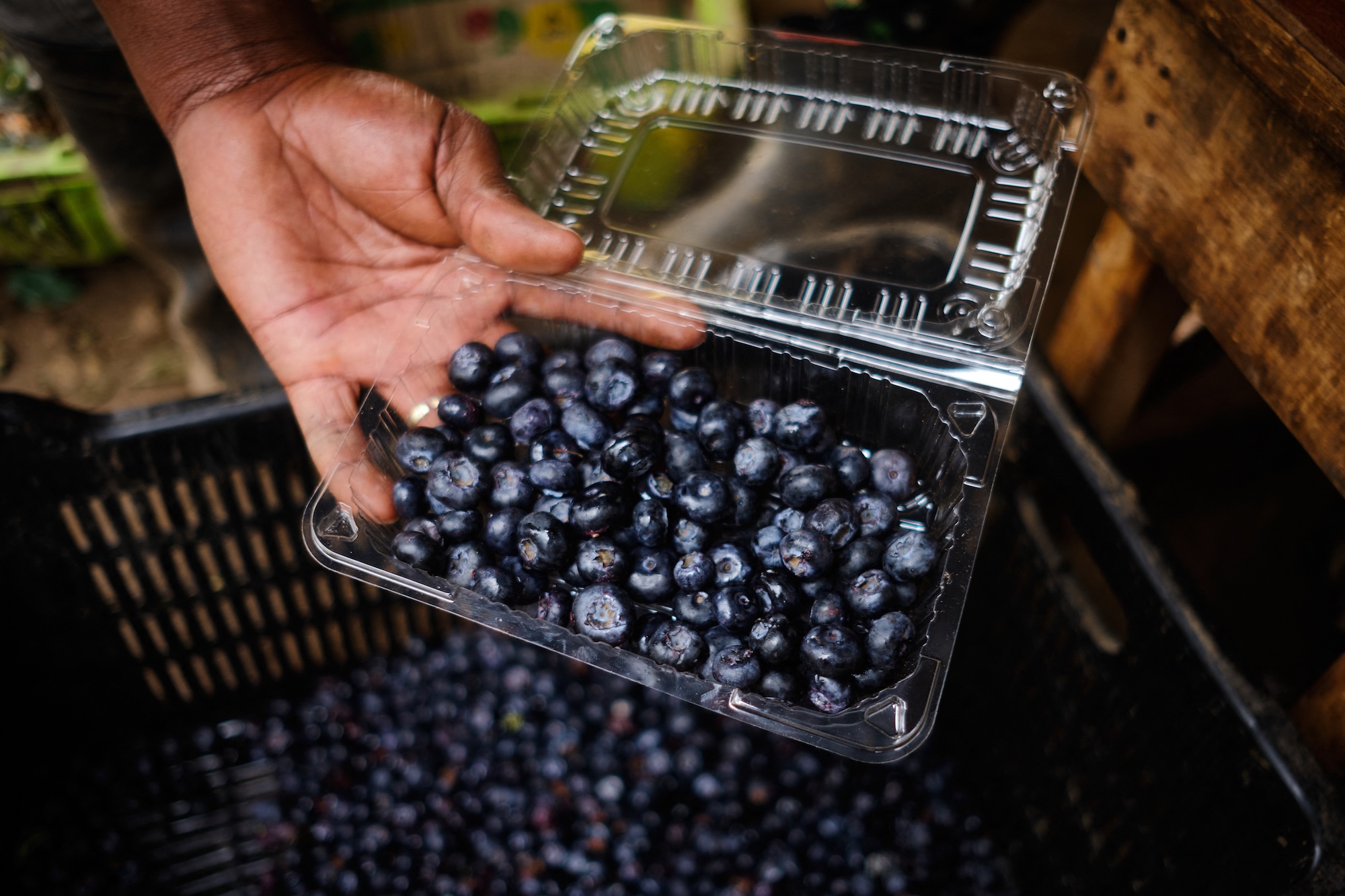 GettyImages-2253157448 Could Blueberries Help Protect Your Memory Study Says Yes