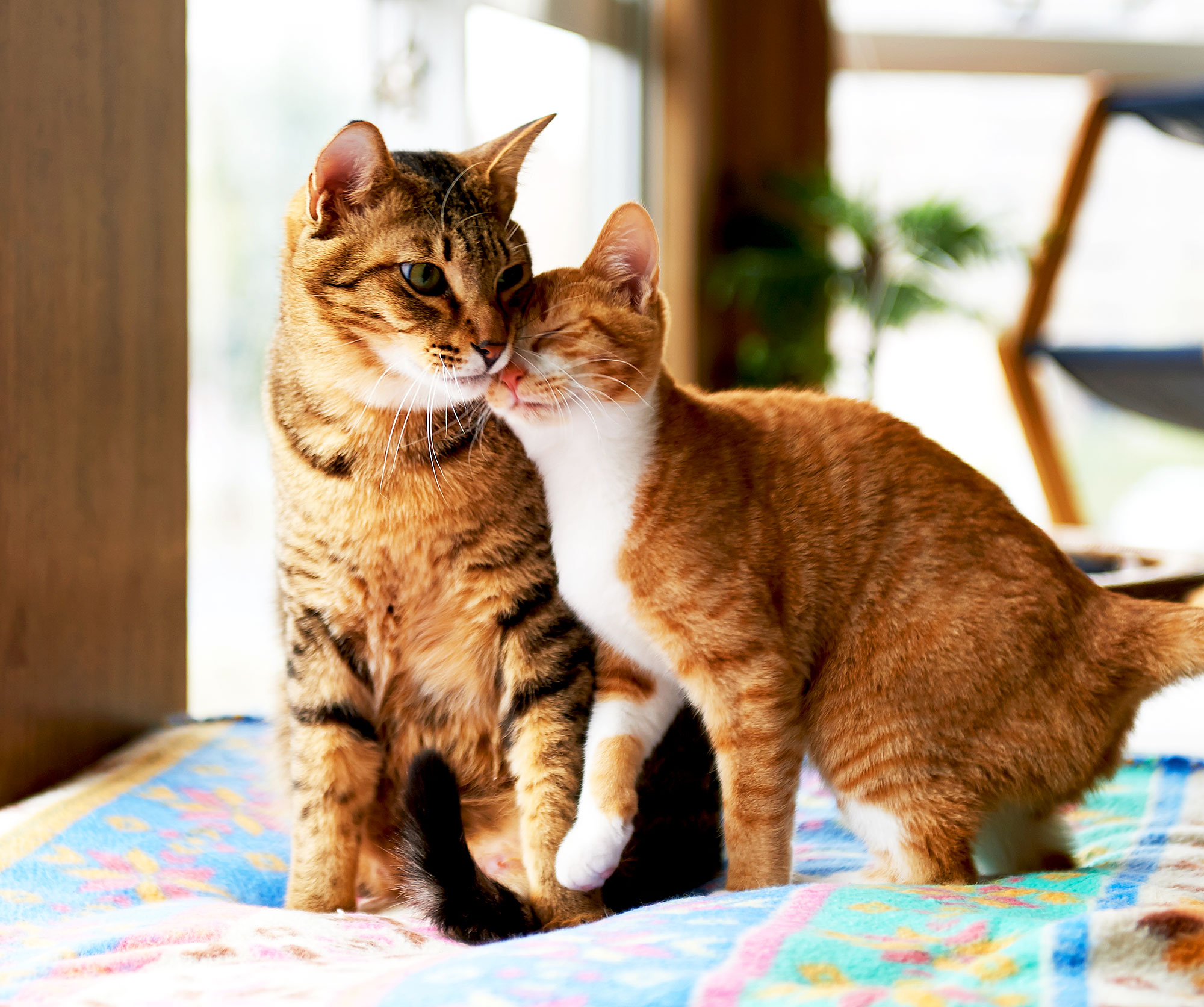 Cat Pets