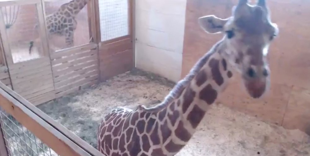 April the Giraffe