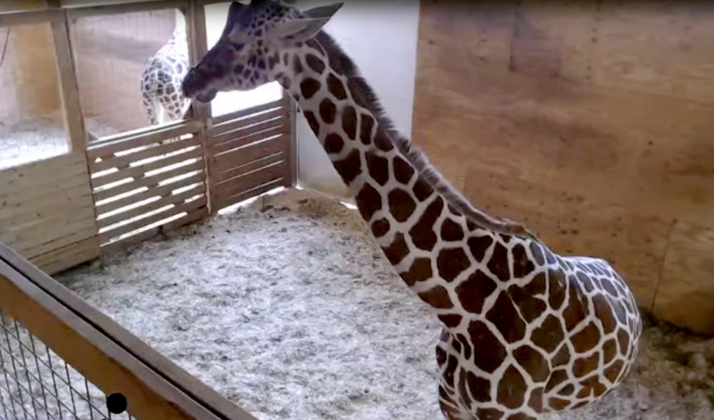 April the giraffe