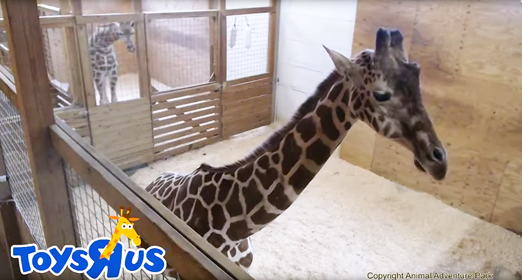 April the giraffe zoom 69a05f1a c5ea 4f14 b664 7fc605fcc13a