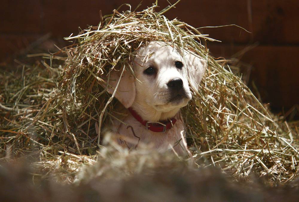 Budweiser Lost Dog Super Bowl XLIX ad