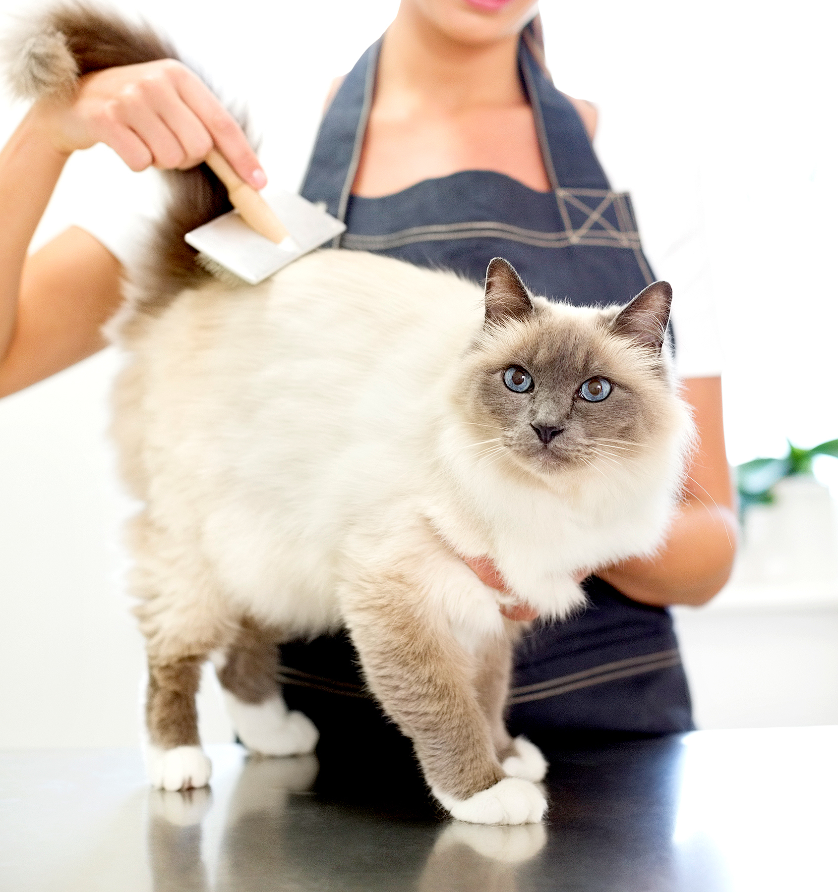 Cateau marmont e61b6033 e677 42fe bd52 84ff2e482c2d