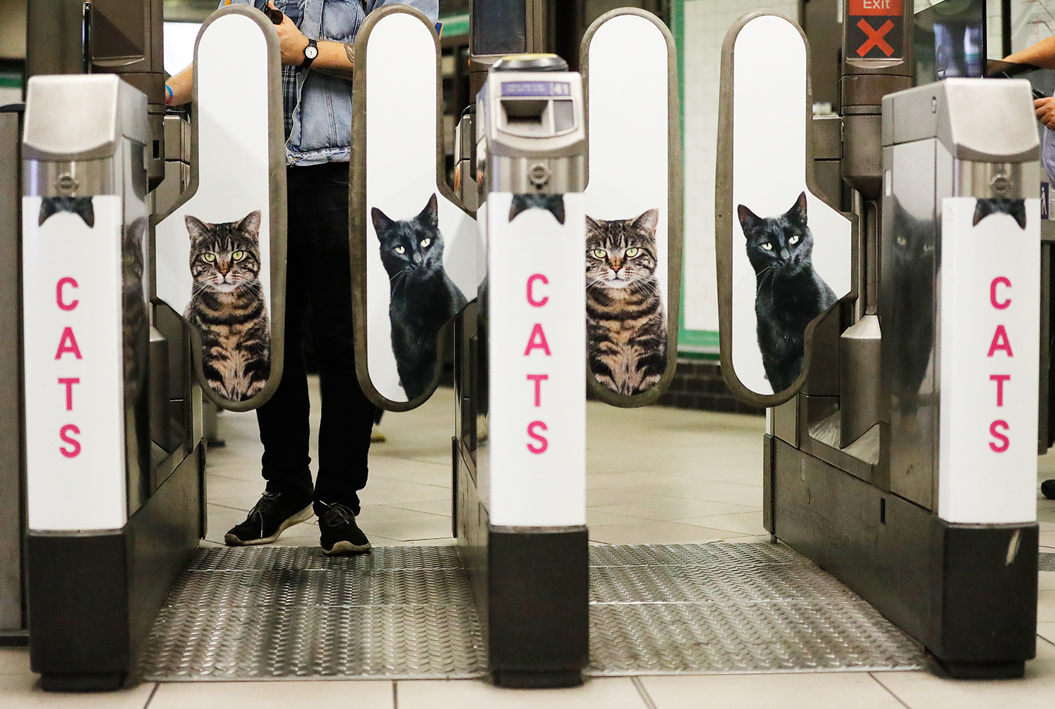 Cats enterence 47796ddb ee45 4493 a2df b74cd87cd7b9