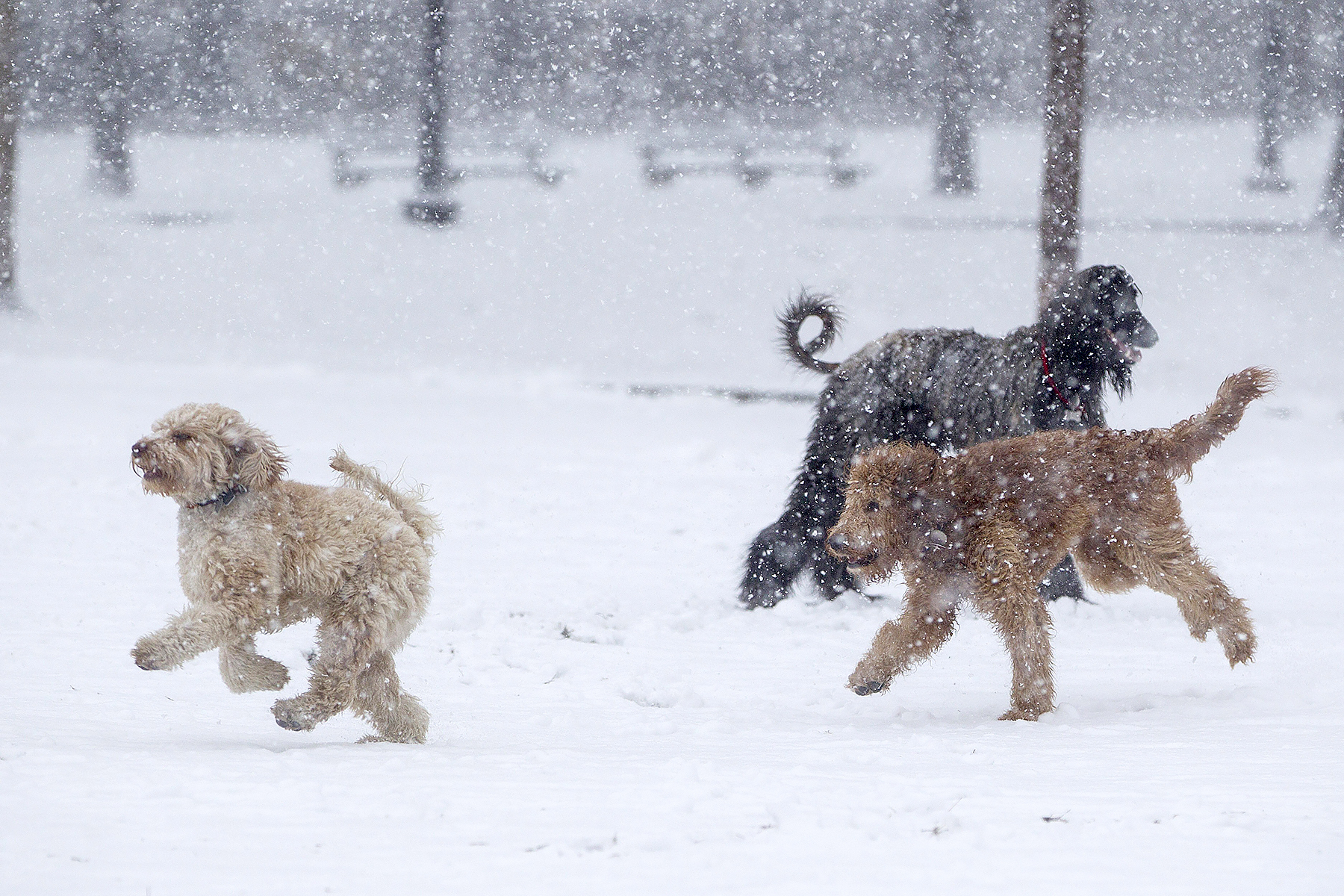 Dogs play in the snow on the Boston Common as Winter Storm Stella bears down on March 14, 2017 in Boston, Massachussets.