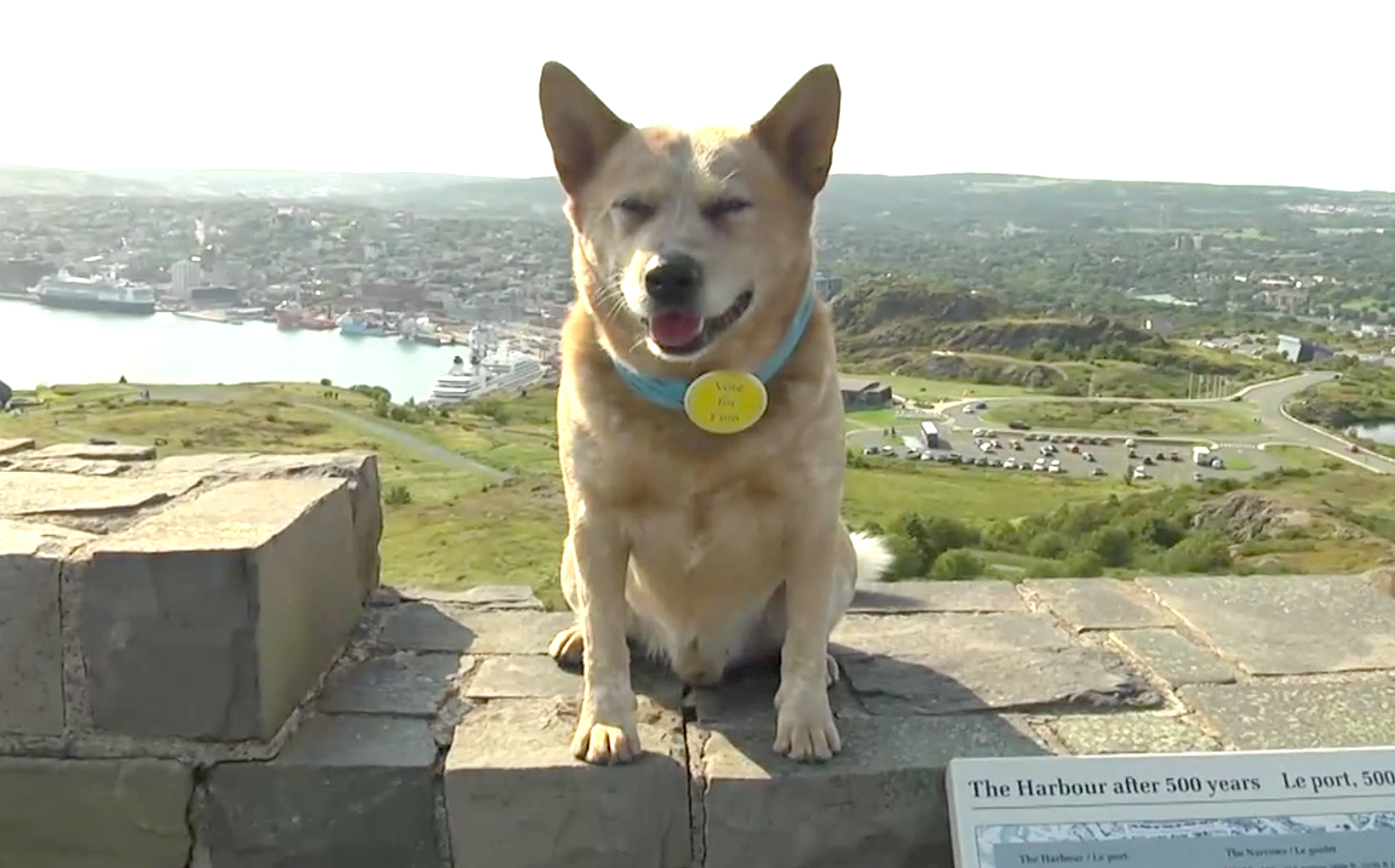 Finn The Dog