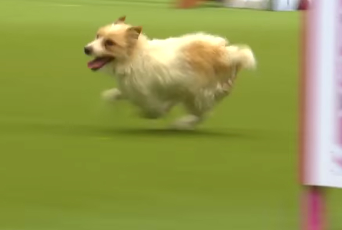 Fox terrier run zoom e60ff822 5974 48bc 910d 024e5490d65b