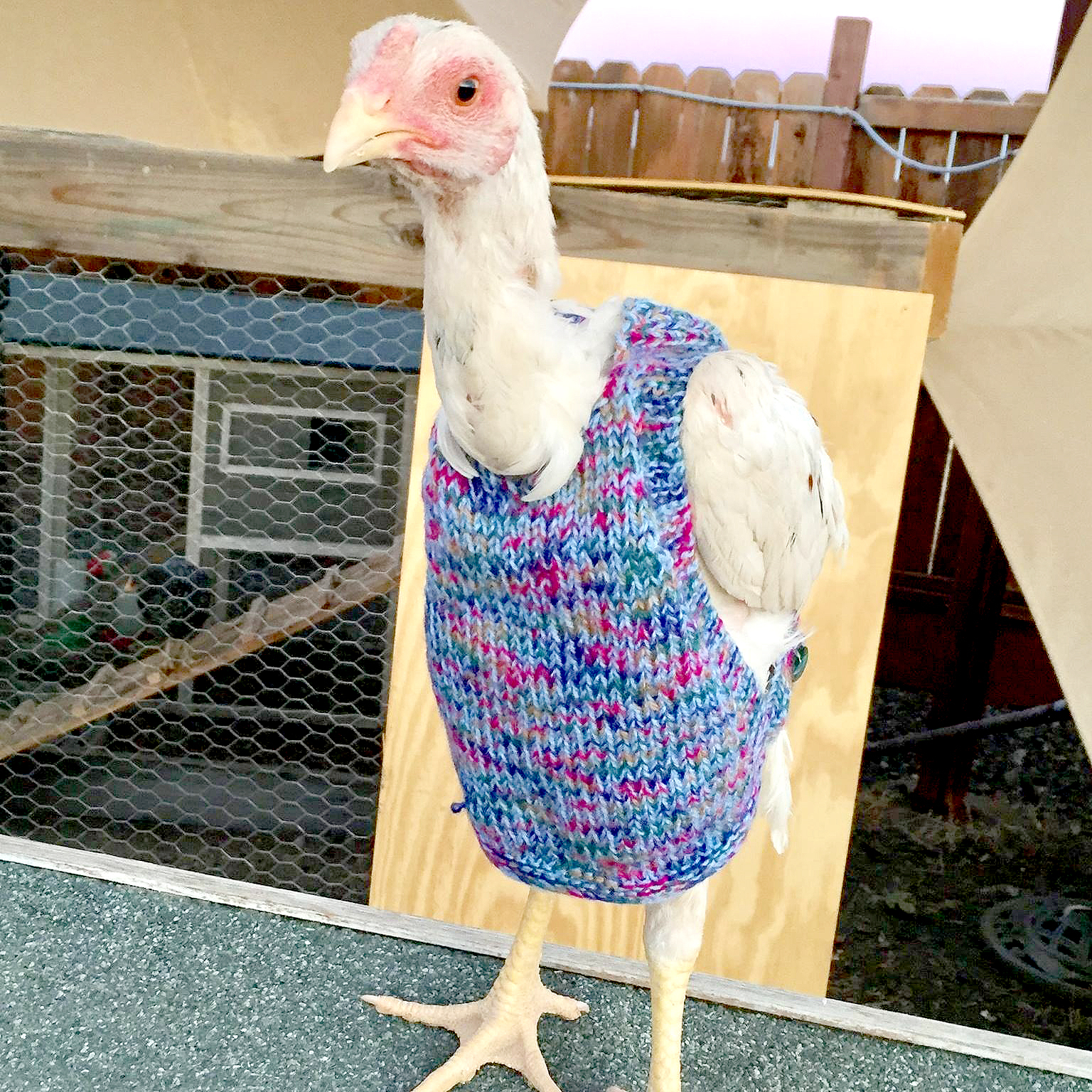 The Funky Chicken