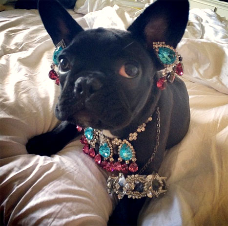 Lady Gaga dog 2