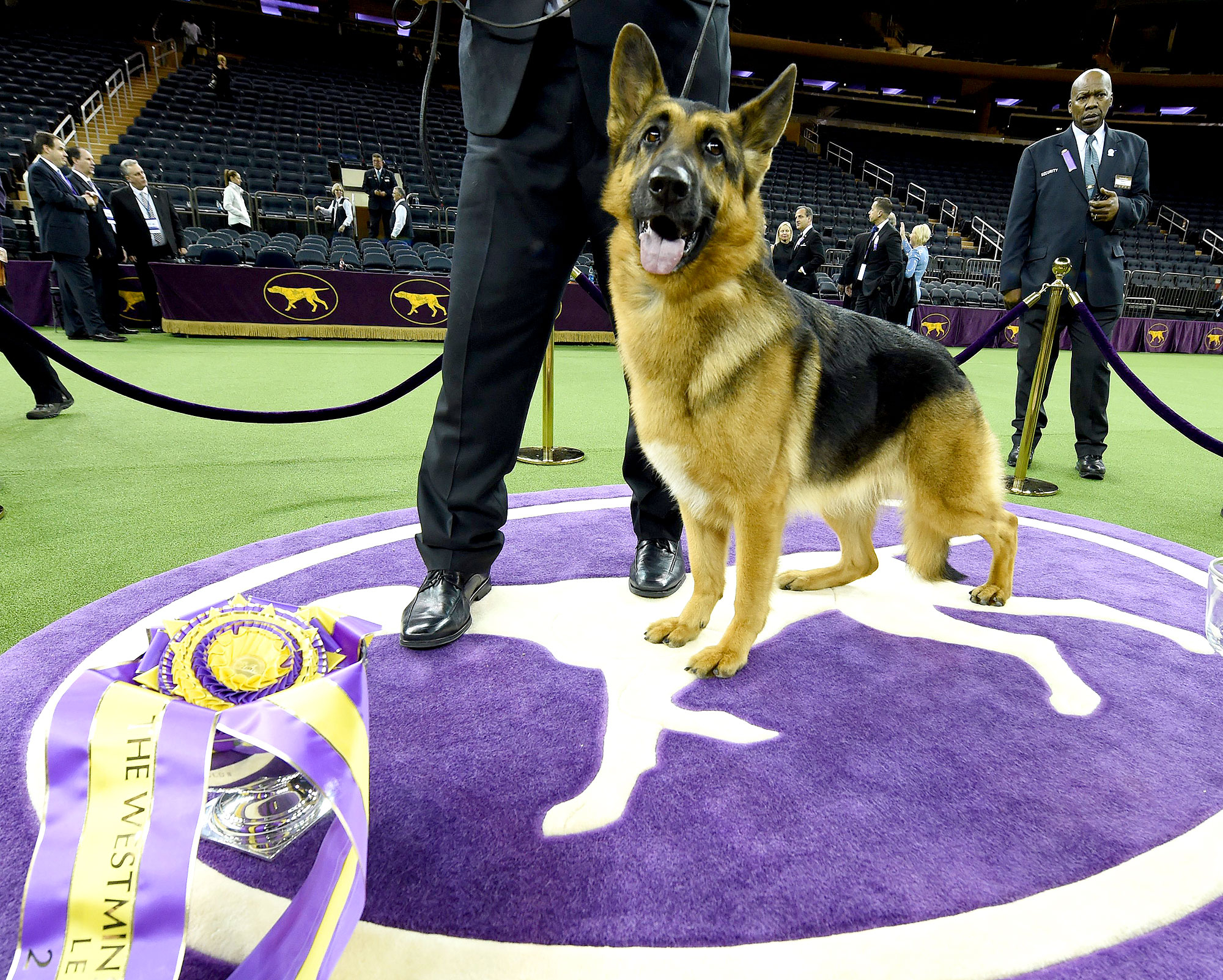 German shepherd 2 6daf04a2 2a35 4b00 b9b8 f30bf7a63a78