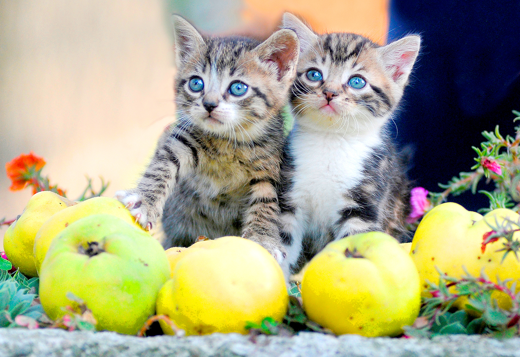 Kittens