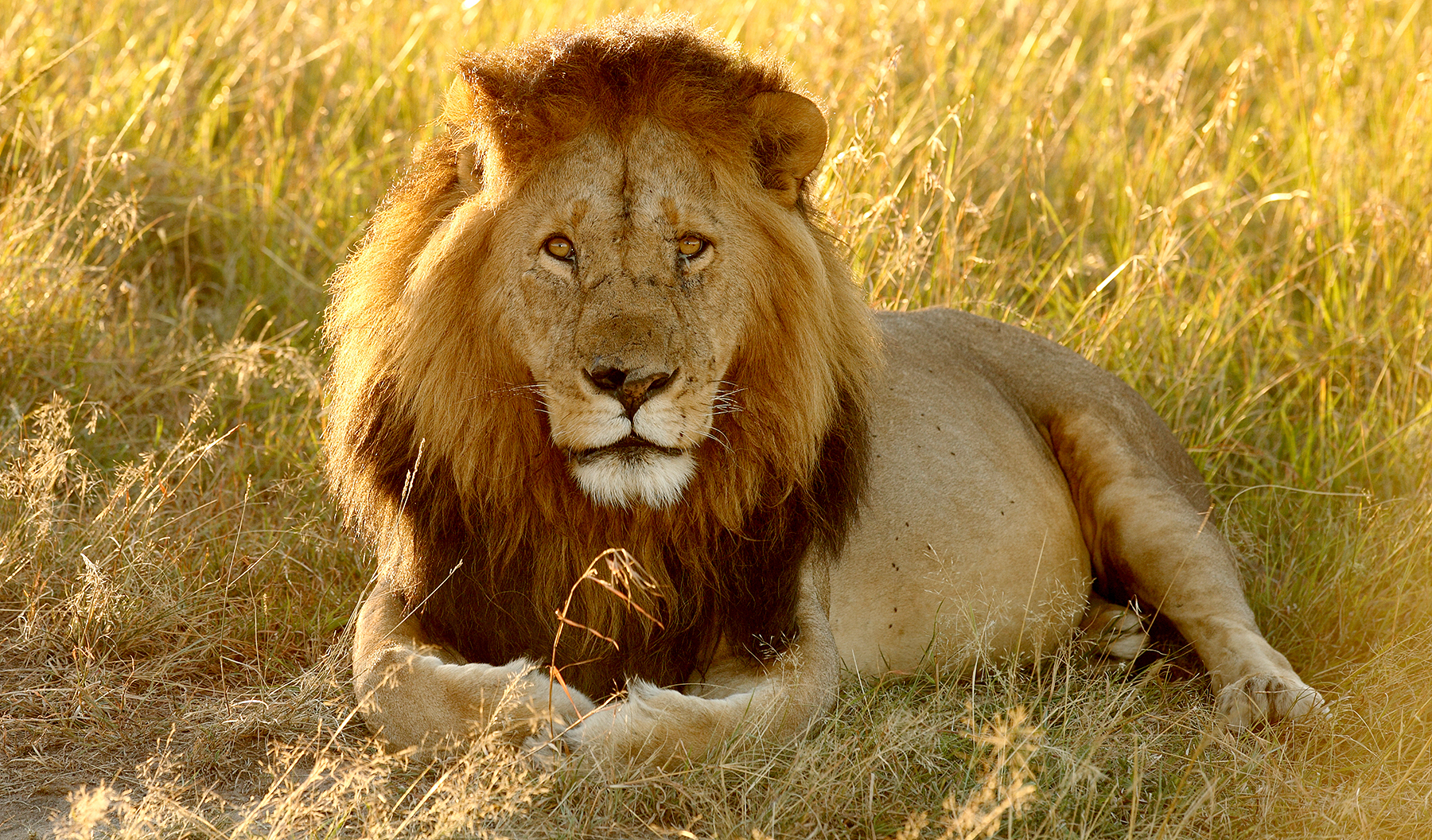 Lion 9dfc998b 6a59 4f07 9271 428412491eb4
