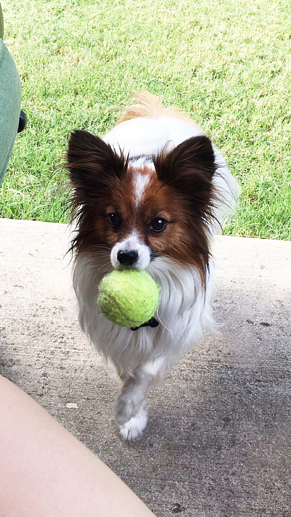 Tiny papillon dog mini meals
